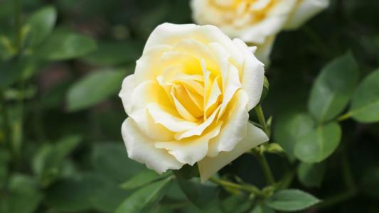 在花园里的白玫瑰