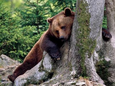 熊抱着一棵树