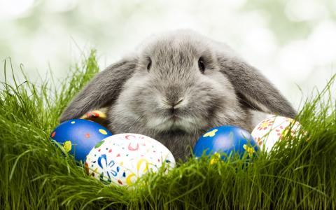 兔子和鸡蛋