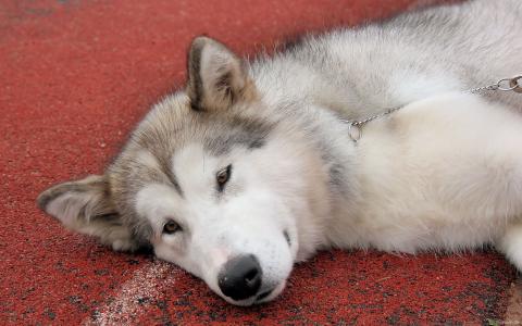 疲乏的阿拉斯加雪橇犬