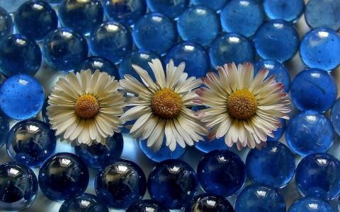 三个白色的雏菊，蓝色的透明球