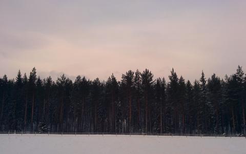 瑞典的松树林
