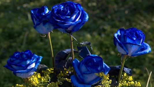 蓝玫瑰在花园里开花