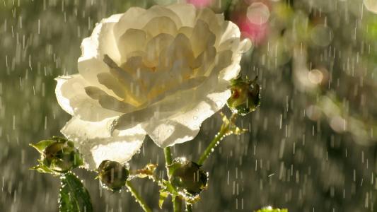 花园里的白玫瑰在雨中