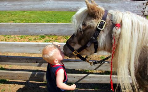 一个孩子吻了一匹马