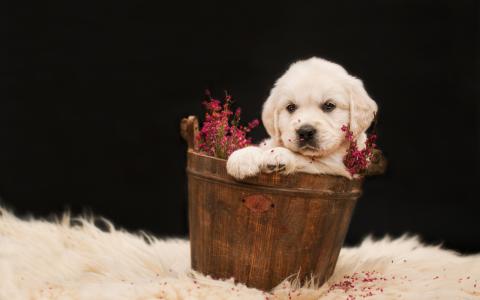 一只金毛猎犬在一个木桶与花的小狗