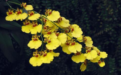 美丽的黄色兰花的分支