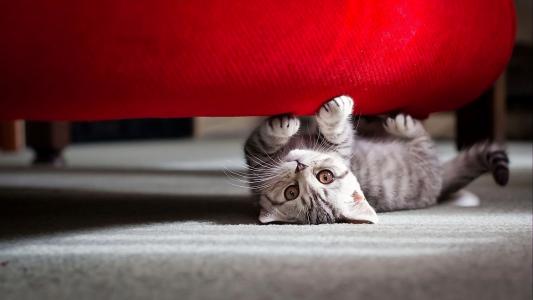 小猫在沙发下