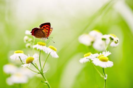 蝴蝶坐在白色甘菊