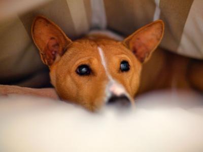 狗Basenji藏在毯子下面