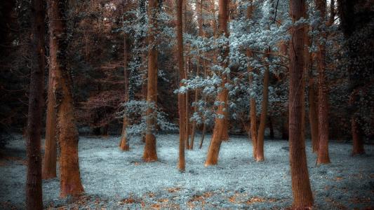 森林覆盖着白霜
