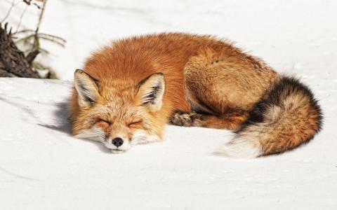 狐狸在白雪上甜美地睡着了