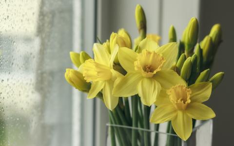 一束黄色的水仙花在窗边的花瓶里