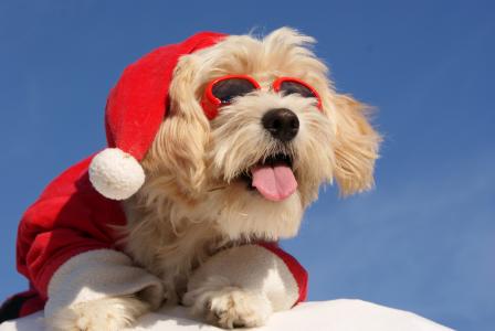 圣诞老人的一条狗穿着太阳眼镜，