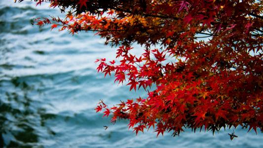 金秋十月红枫树摄影