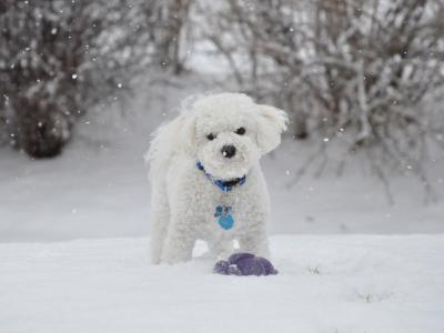 美丽的狗品种bichon楣在冬天散步