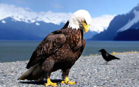 骄傲的老鹰和乌鸦