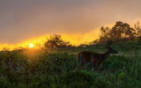 日落时分的鹿