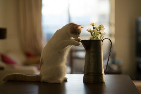 小猫闻到花