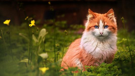 坐在绿草的蓝眼睛的红色猫