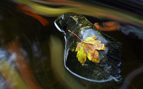 秋天的叶子上湿的石头