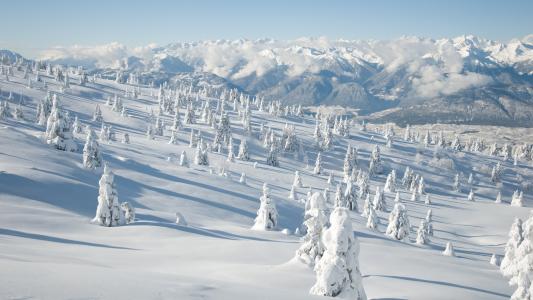 山上的树被雪覆盖着