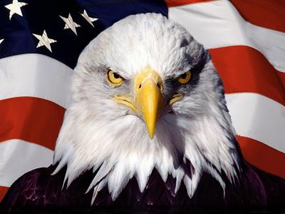 鹰背景下的美国国旗