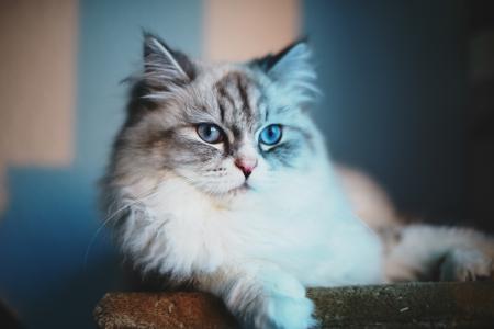 灰色的猫，蓝眼睛