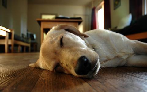 睡在地板上的小狗
