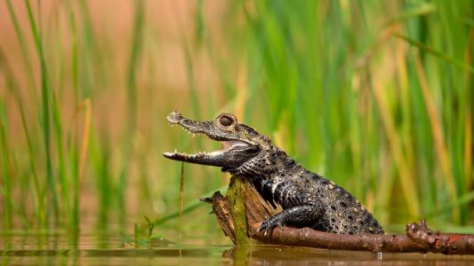 年轻的鳄鱼在沼泽里