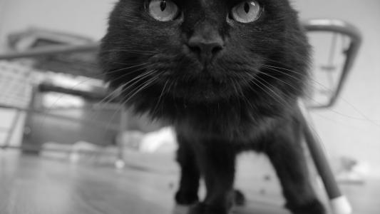 有趣的黑猫