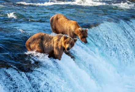 两只棕色的熊在瀑布
