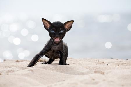 康沃尔雷克斯的黑色小猫在沙滩上繁殖