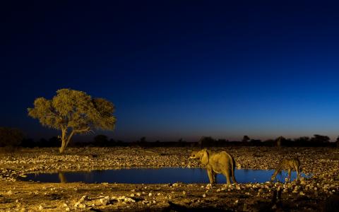 夜非洲