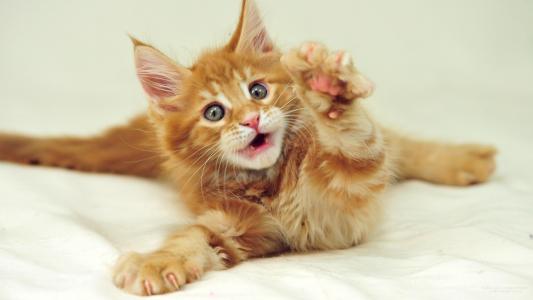 小红色可爱的缅因库恩猫与灰色的眼睛