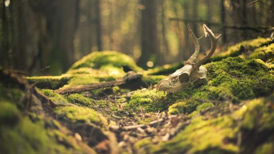 一头鹿的头骨在森林里
