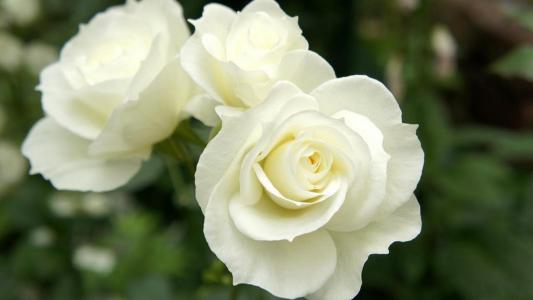 美丽的白玫瑰在花园里