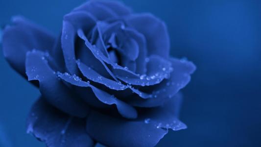 蓝色的玫瑰在晚上