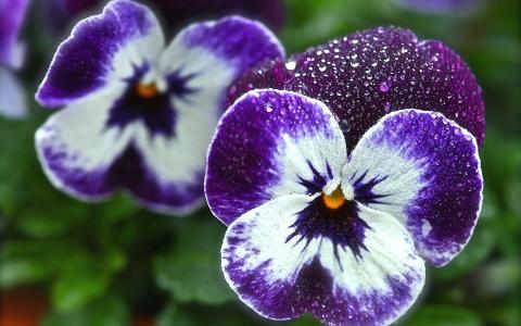 美丽的花朵中提琴（紫罗兰色，紫罗兰）在花园里