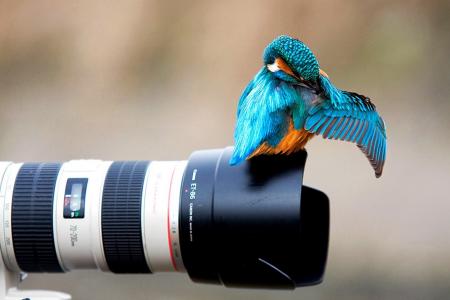 翠鸟的小鸟坐在相机上