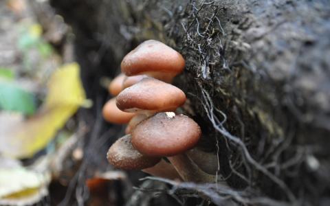 蘑菇木耳