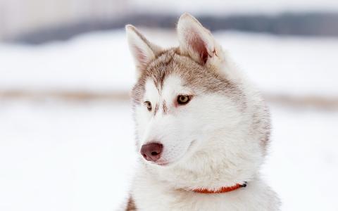 美丽的阿拉斯加雪橇犬淡色