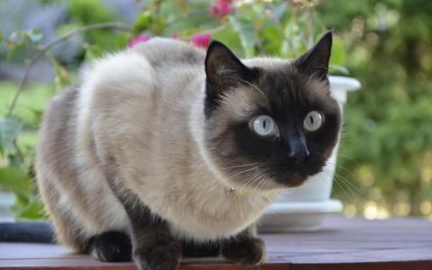 有人看见一只美丽的暹罗猫