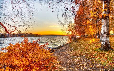 秋天在河岸上的桦树