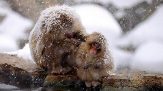 日本的猕猴在雪地里