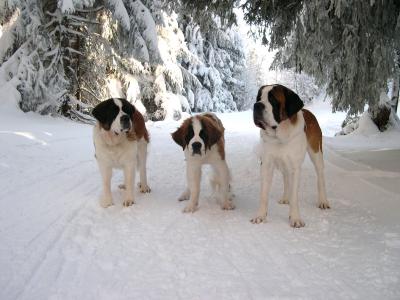 在森林里的三个圣伯纳犬