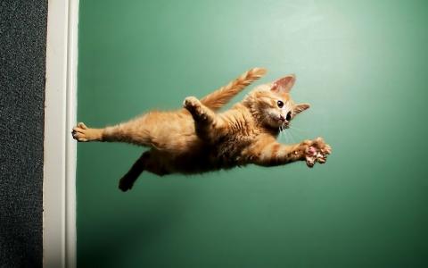 猫在空中飞行