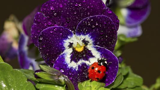 红色甲虫在露水覆盖的花朵上
