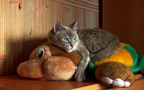 猫躺在一个柔软的玩具上