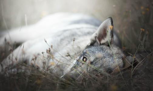 一只伤心的灰狼躺在干草地上